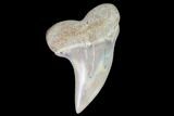 Mako Shark Tooth Fossil - Sharktooth Hill, CA #94697-1